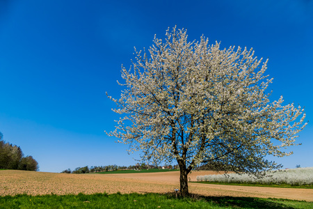 Baum_im_Fruehling-168562_Baum_im_Fruehling